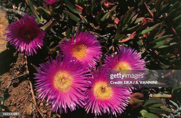 Elands sourfig, Elandssuurvy or Sally-my-handsome , Aizoaceae, Gulf of Girolata, Corsica, France.