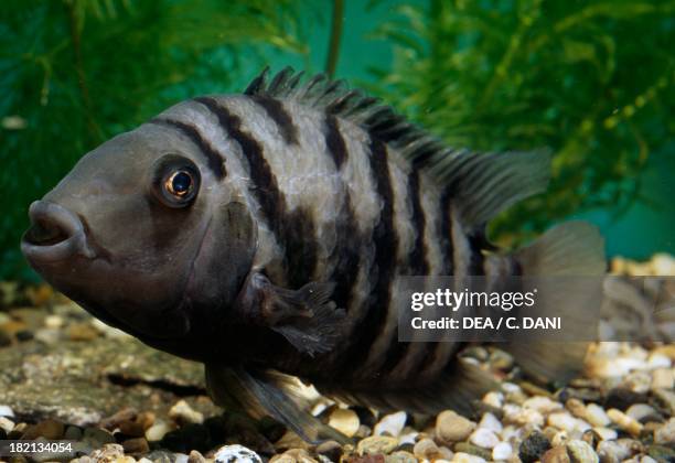 Convict cichlid or Zebra cichlid , Cichlidae, in aquarium.