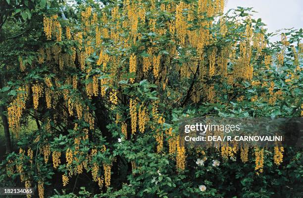 Common laburnum, Golden chain or Golden rain , Fabaceae, Liguria, Italy.
