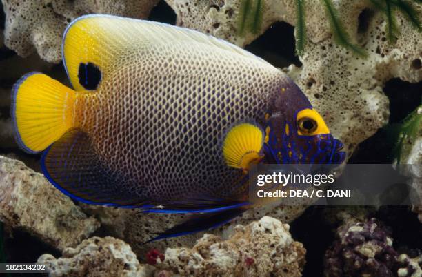 Yellow Anglet Yellow Angelfish Photos and Premium High Res Pictures - Getty Images