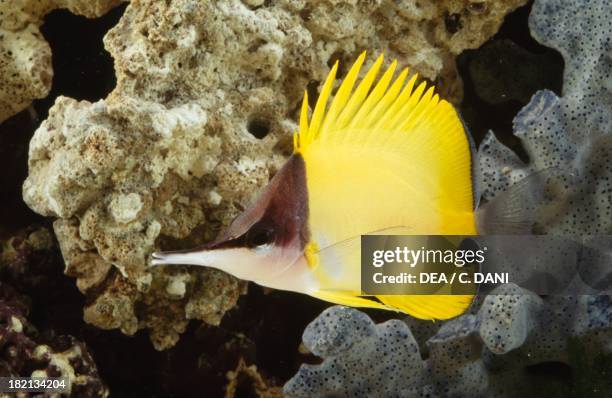 Longnose butterflyfish or Big longnose butterflyfish , Chaetodontidae, in aquarium.