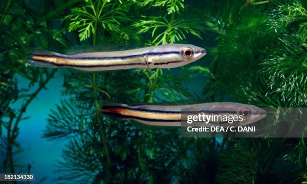 Giant snakehead or Red snakehead , Channidae, in aquarium.