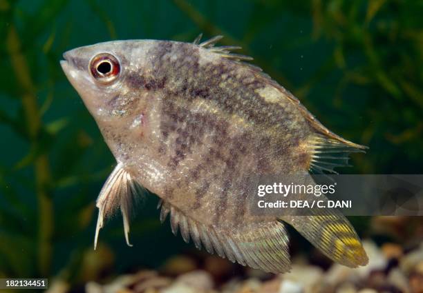 Flag fish or Flag cichlid , Cichlidae, in aquarium.