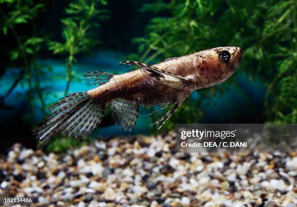 Pantodontidae Photos and Premium High Res Pictures Getty Images