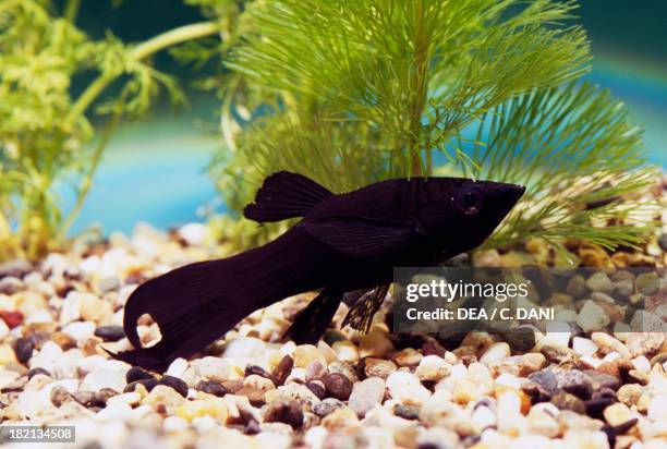 Black molly , Poeciliidae, in aquarium.
