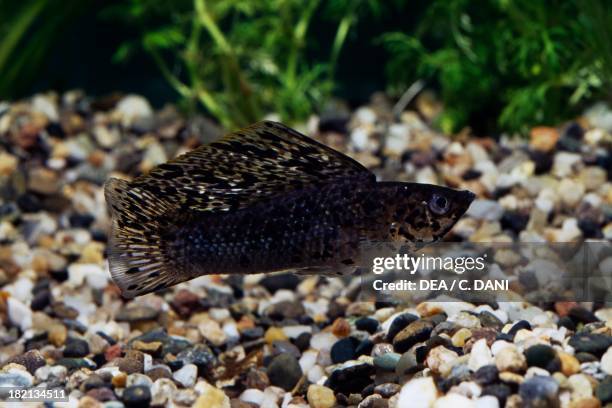 Yucatan molly , Poeciliidae, in aquarium.