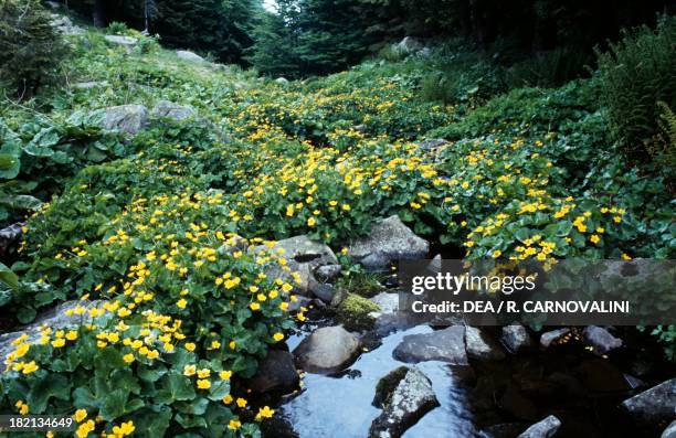 Kingcup or Marsh marigold , Ranunculaceae, Parma Apennines, Italy.