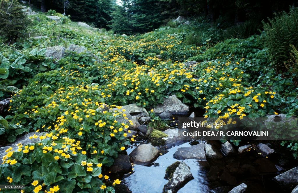 Kingcup or Marsh marigold...
