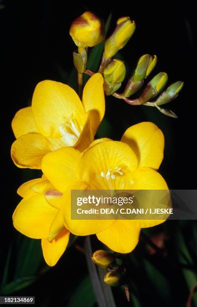 Freesia , French Polynesia .