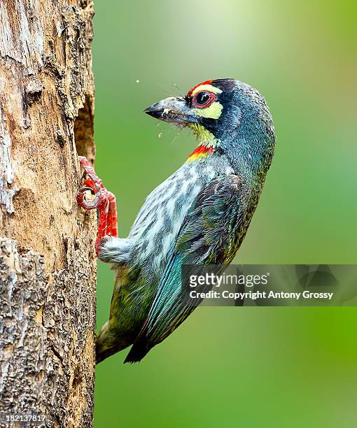 chipping away at the tree.... - barbet photos et images de collection