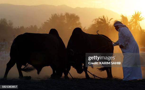 An Emirati man pulls the rope of a bull during a traditional bullfight in the Gulf emirate of Fujairah on November 7, 2008. AFP PHOTO/KARIM SAHIB