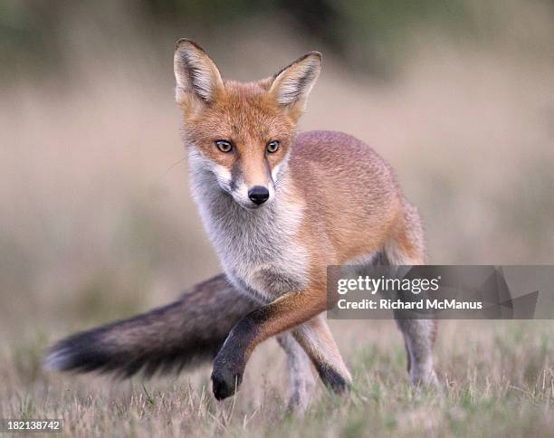 Fox Pouncing Front View Fox Pouncing Photos and Premium High Res Pictures - Getty Images