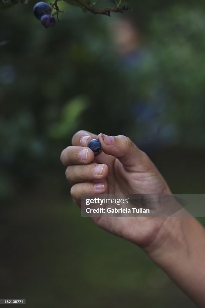 Hand grabbing a blueberries from a tree