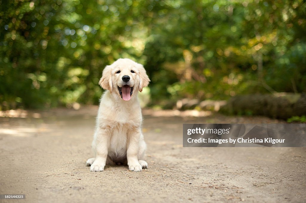 Labrador Puppy Sitting On A Woodland Path