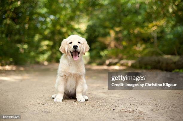labrador puppy sitting on a woodland path - labrador retriever stockfoto's en -beelden