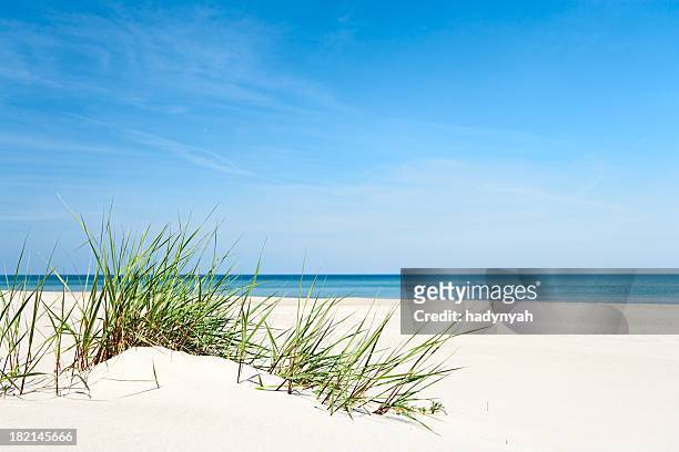 sand dunes - sand plants stockfoto's en -beelden