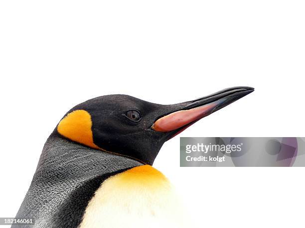 pingüino única - pingüino fotografías e imágenes de stock