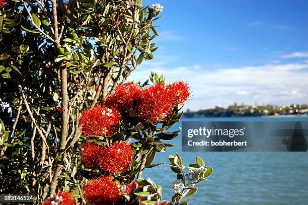 nuova zelanda albero di natale - pohutukawa flower foto e immagini stock