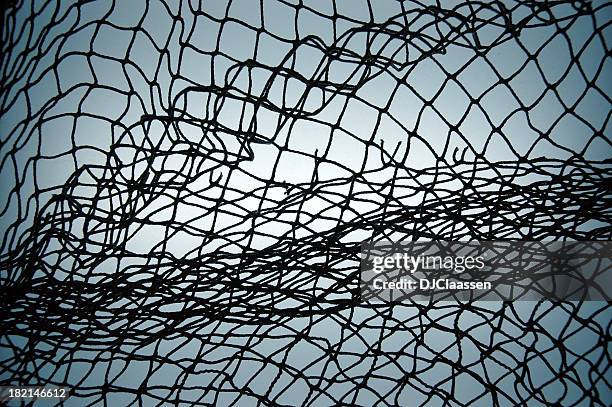 Net Image Real 23,982 Net Bird Stock Photos, High-Res Pictures, and Images - Getty Images