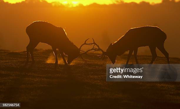 red deer stags in rut ready to fight visible breath - animal macho 個照片及圖片檔