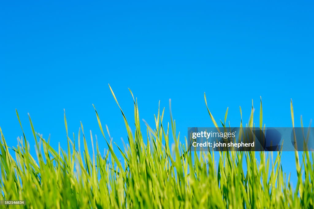 Lawn grama contra o céu azul, verão puro
