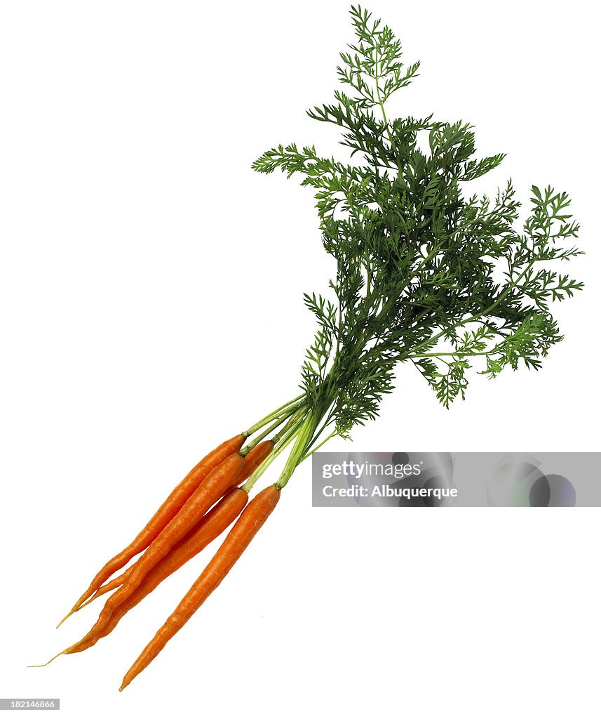 Food-Bunch of Carrots