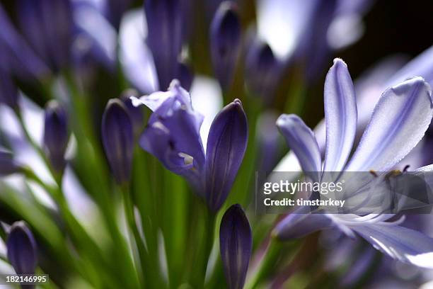 field of blue flowers - afrikas blå lilja bildbanksfoton och bilder