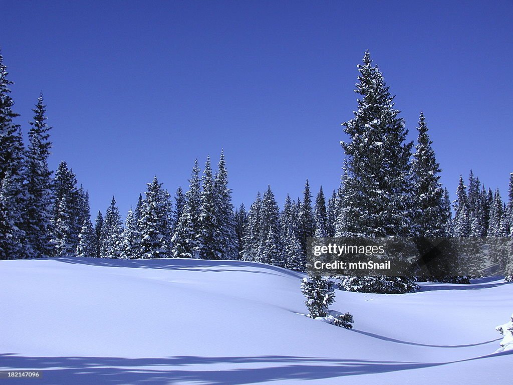 Winter Wonderland