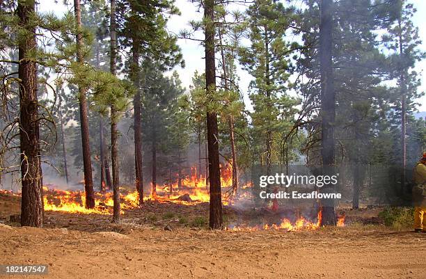 forest fire - kontrolliertes abbrennen stock-fotos und bilder