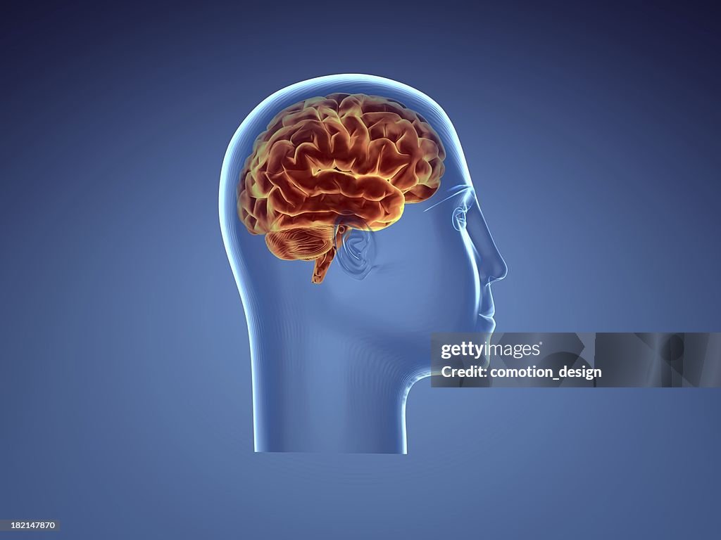 Human brain