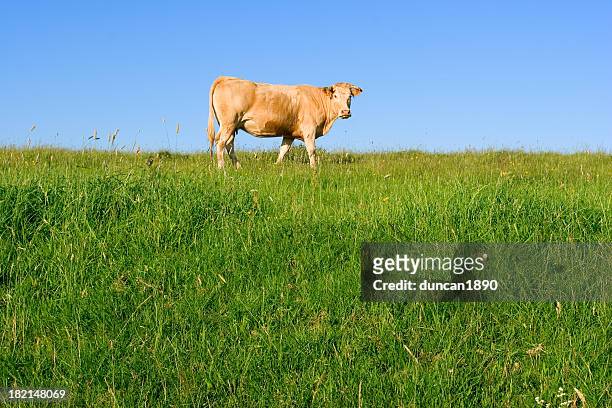 cow - jersey cattle stock pictures, royalty-free photos & images