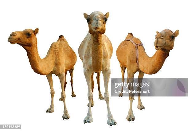 camels - camel isolated stock pictures, royalty-free photos & images