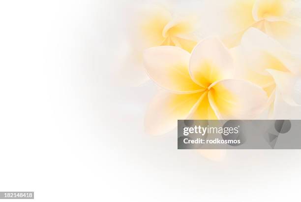 virgin weiß plumeria - flowers white background stock-fotos und bilder