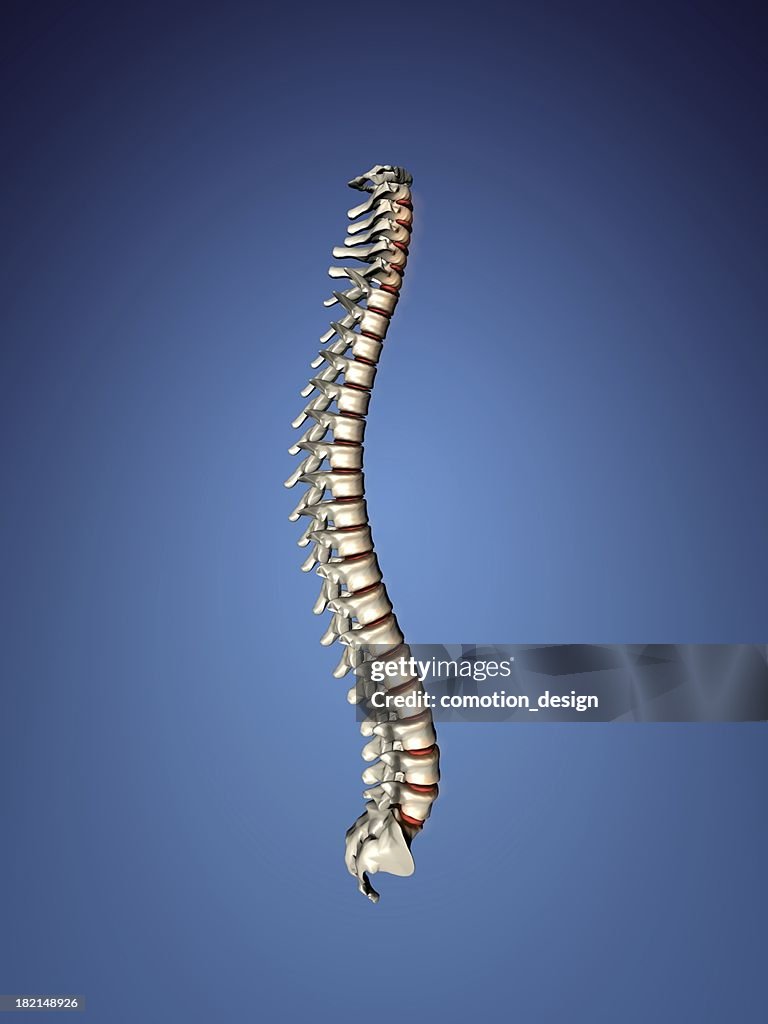 Human spine