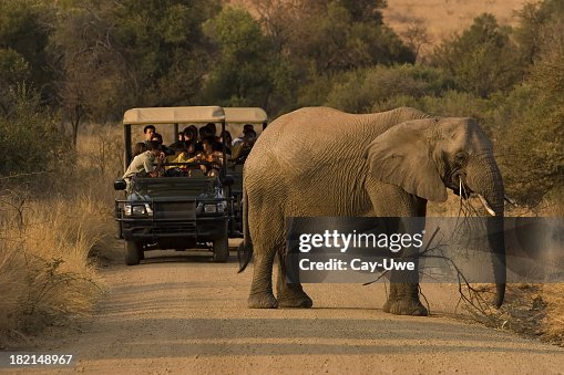 Multiple people on a safari viewing an elephant Multiple people on a safari viewing an elephant
