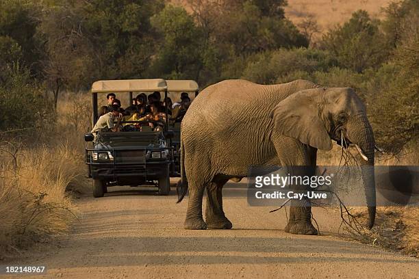 multiple people on a safari viewing an elephant - south africa stock pictures, royalty-free photos & images