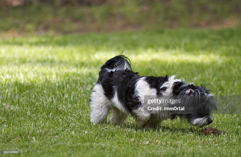 犬の糞嗅ぐ