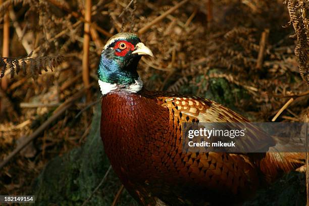 oiseau mâle faisan dans la campagne au royaume-uni - faisans photos et images de collection