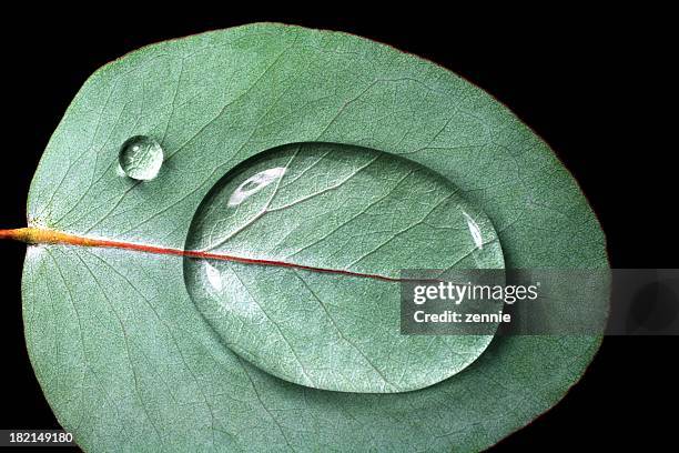 waterdrops an eukalyptus - leaf with veins stock-fotos und bilder