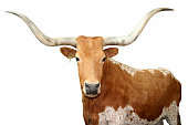 Close up of brown spotted Texas longhorn