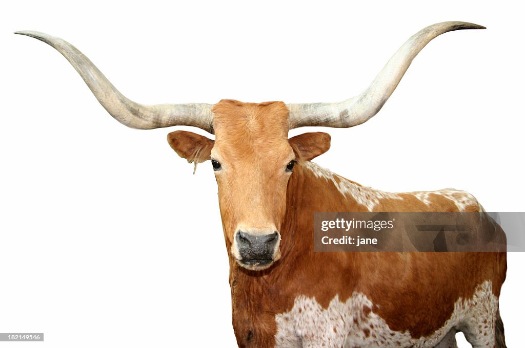 Close up of brown spotted Texas longhorn