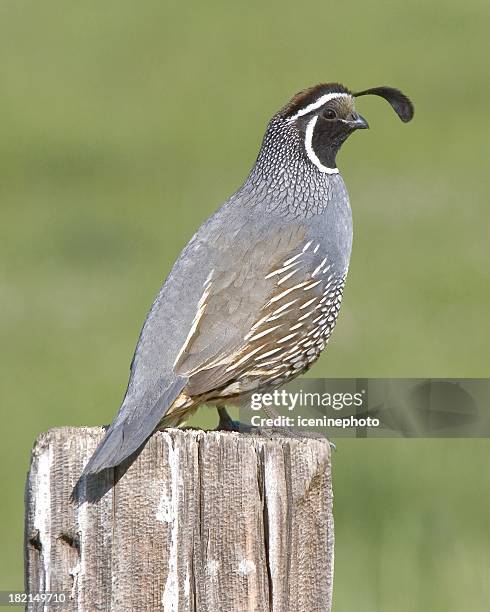 california quail - quail bird stock pictures, royalty-free photos & images