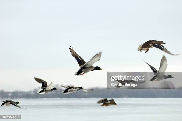 mallard ducks in flight over water - water bird bildbanksfoton och bilder