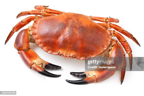 crab - dungeness crab stock pictures, royalty-free photos & images