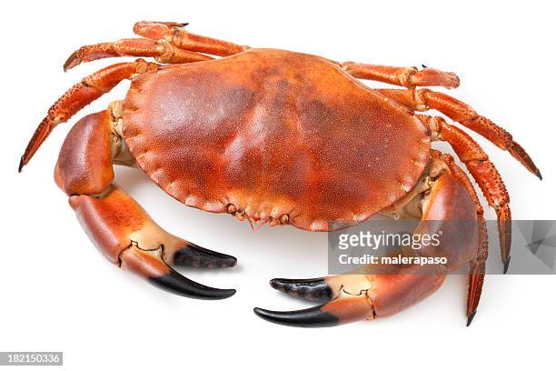 crab - crab 個照片及圖片檔