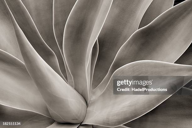 abstract cactus plant - black and white flowers stock pictures, royalty-free photos & images