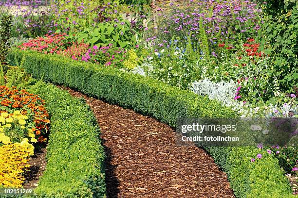 herb and flower garden - buxus stockfoto's en -beelden