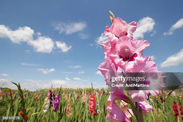 gladiolas in sunshine - gladiolus stock pictures, royalty-free photos & images