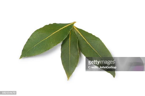 bay leaves - bayleaf stock pictures, royalty-free photos & images