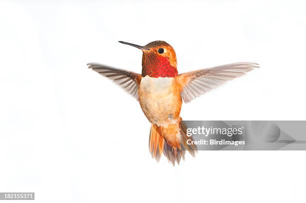 rufous hummingbird male - white background xl - tropische vogel stockfoto's en -beelden
